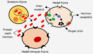 Protein yapılı hormonların etki mekanizması